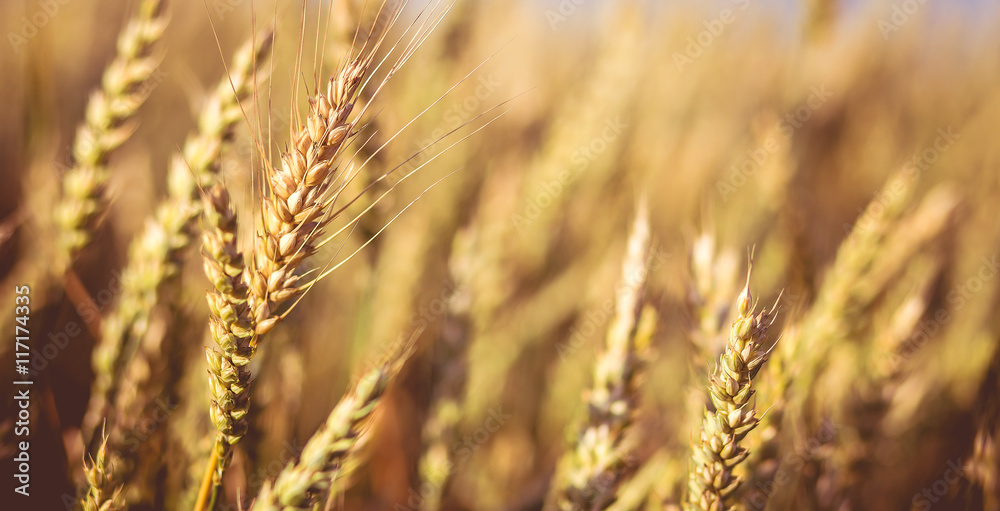 Close up of golden ear on the wheat or rye field background. small depth of field. landscape in rural. rich harvest. retro style. vintage creative effect Close up of golden ear on the wheat or rye field background. small depth of field. landscape in rural. rich harvest. retro style. vintage creative effect