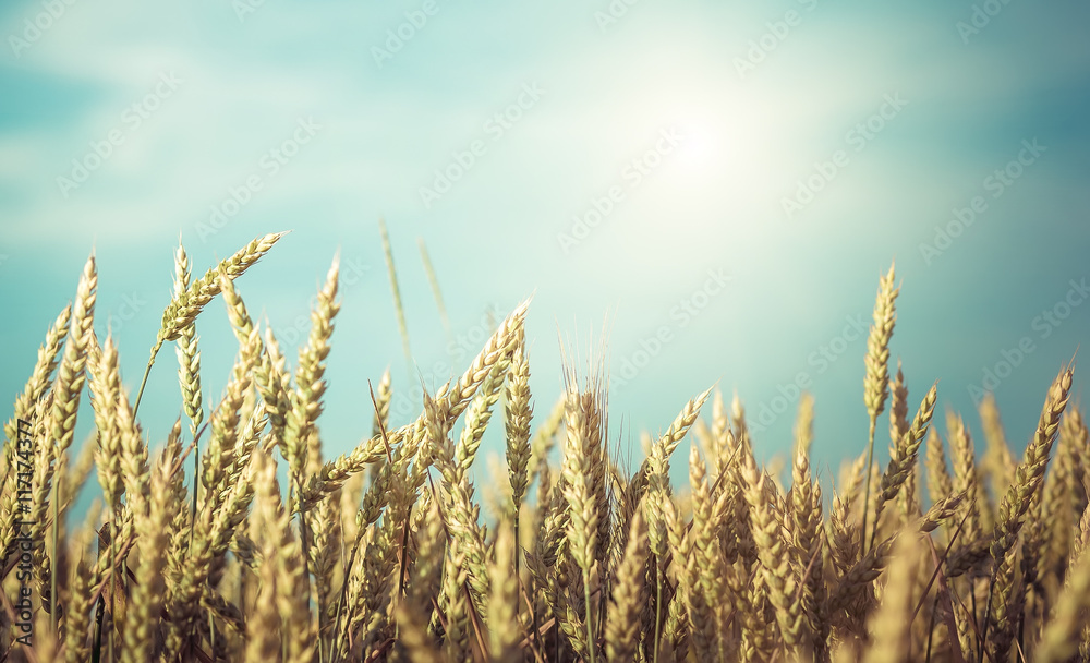 Wheat field.golden ears of wheat or rye on fantastic sky background. Rich harvest Concept. rural landscape. Copy space installation of sunlight on the horizon. retro creative style Wheat field.golden ears of wheat or rye on fantastic sky background. Rich harvest Concept. rural landscape. Copy space installation of sunlight on the horizon. retro creative style