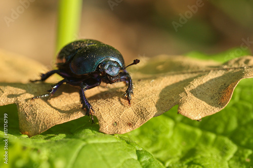 Geotrupidae blue black bug