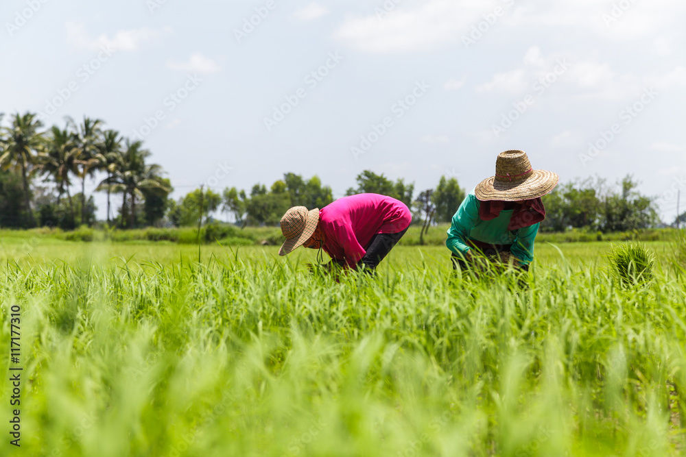Farmers working in rice field Farmers working in rice field
