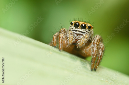 Cute jumping spider Evarcha falcata