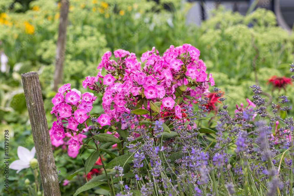 Obraz premium Variety of colorful garden flowers