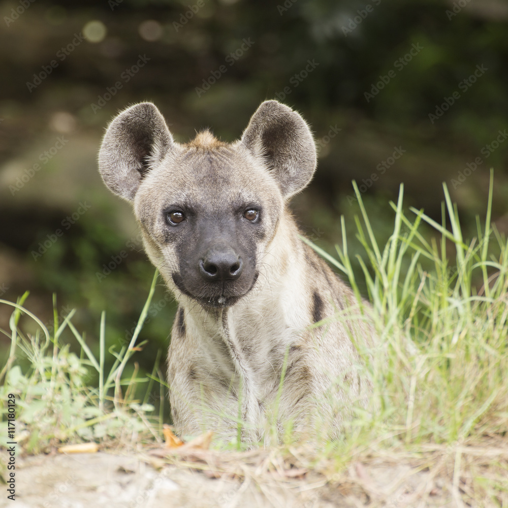 Spotted Hyena watching Spotted Hyena watching