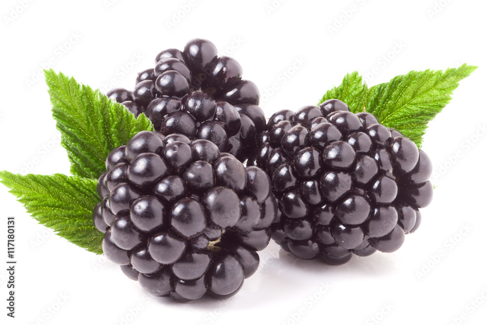 three blackberry with leaf isolated on a white background closeup three blackberry with leaf isolated on a white background closeup