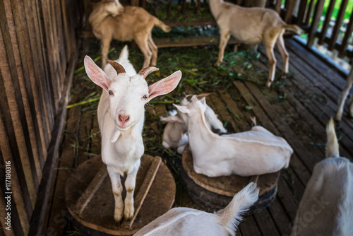Goat in farm at Vang Vieng, Laos