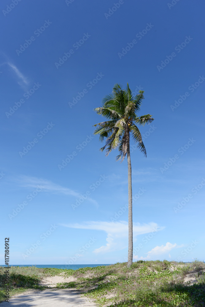 Coconut tree with natural beach and sea