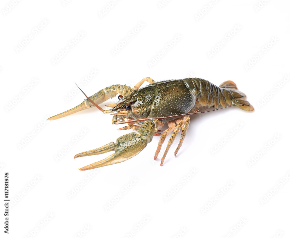 Crayfish on a white background Crayfish on a white background