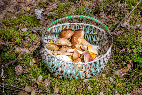 basket with mushrooms standing on forest clearing