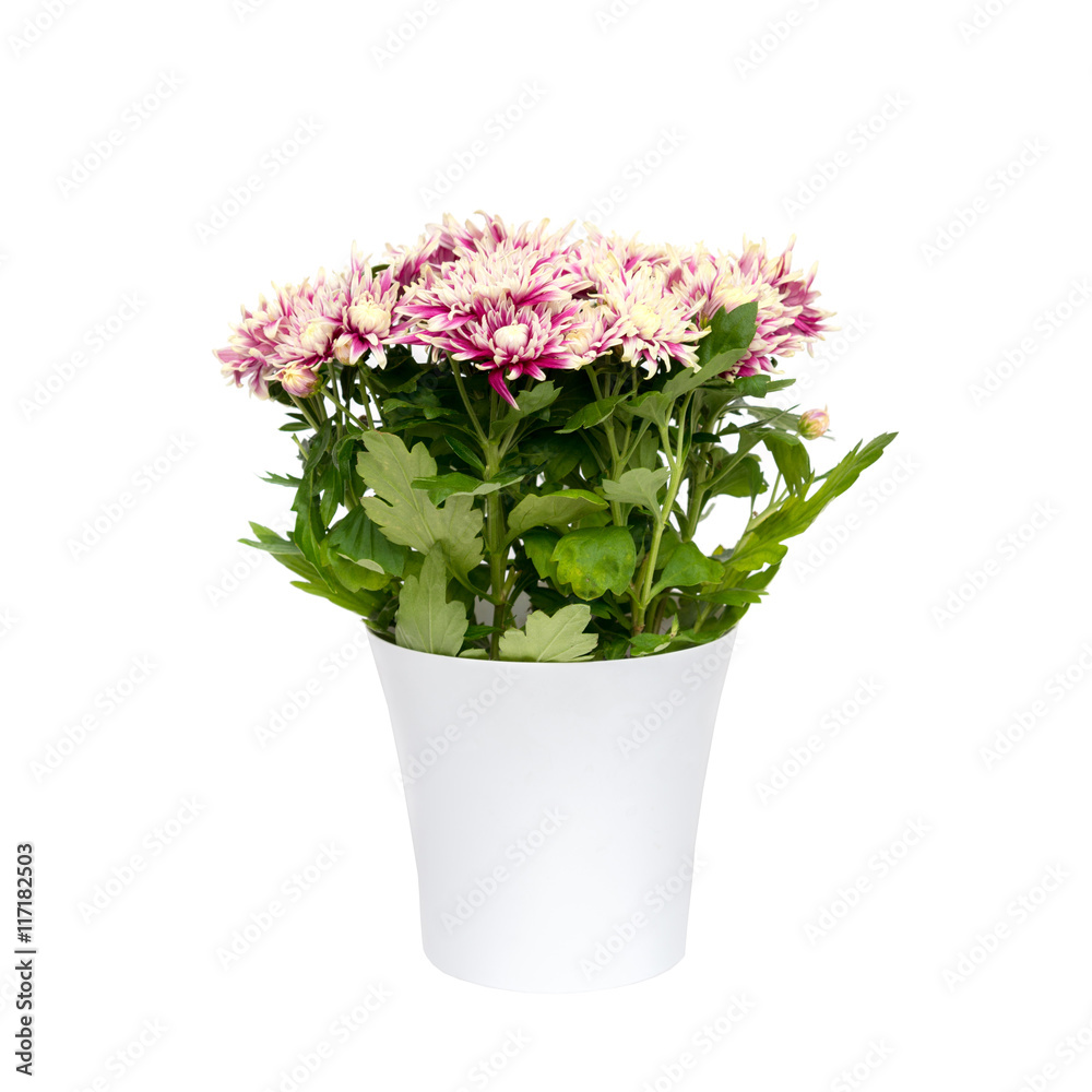 Fototapeta premium Chrysanthemum flower in pot isolated in white background