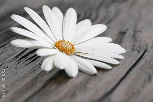 White daisy flower on a wooden table 