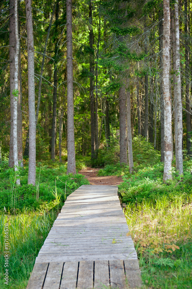 Obraz premium Walking path in the pine forest