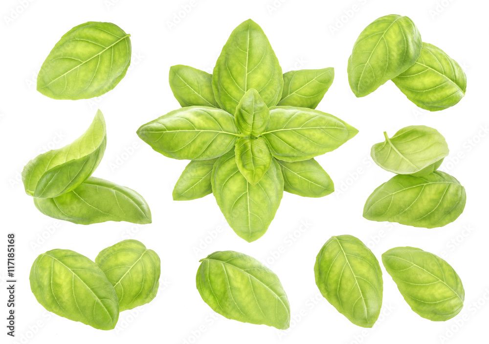 Basil isolated on white Basil isolated on white