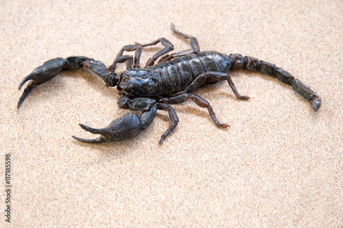 Emperor Scorpion  on rusty background.