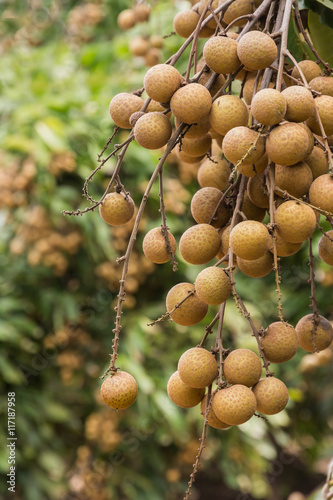 A bunch of longan