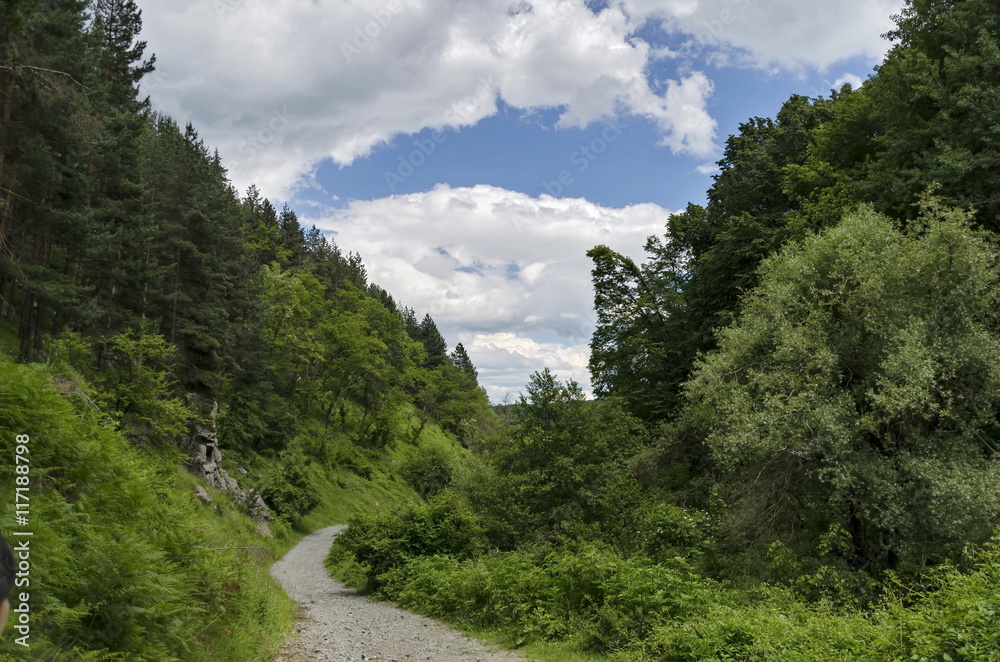 Panorama of ecological path through a green summer forest, Vitosha mountain, Bulgaria Panorama of ecological path through a green summer forest, Vitosha mountain, Bulgaria