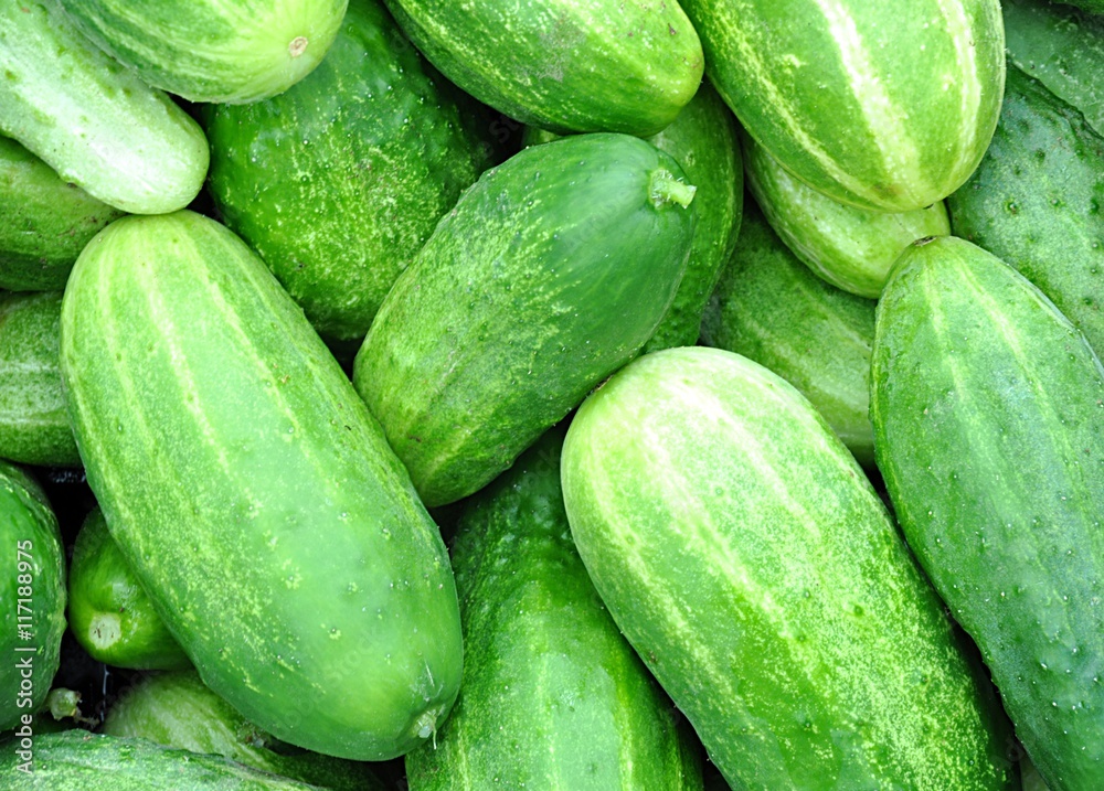 Fresh cucumbers Fresh cucumbers