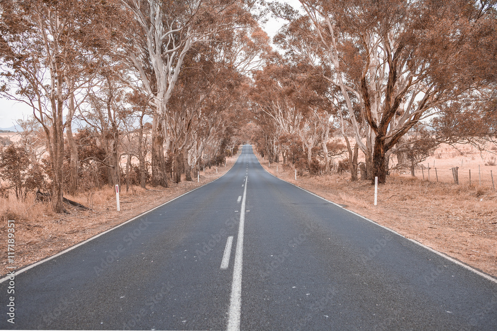 Fototapeta premium the way to countryside