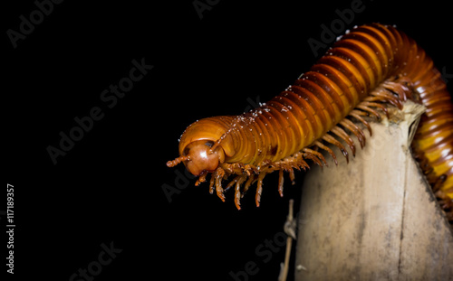 Fényképezés close up of the millipede walking