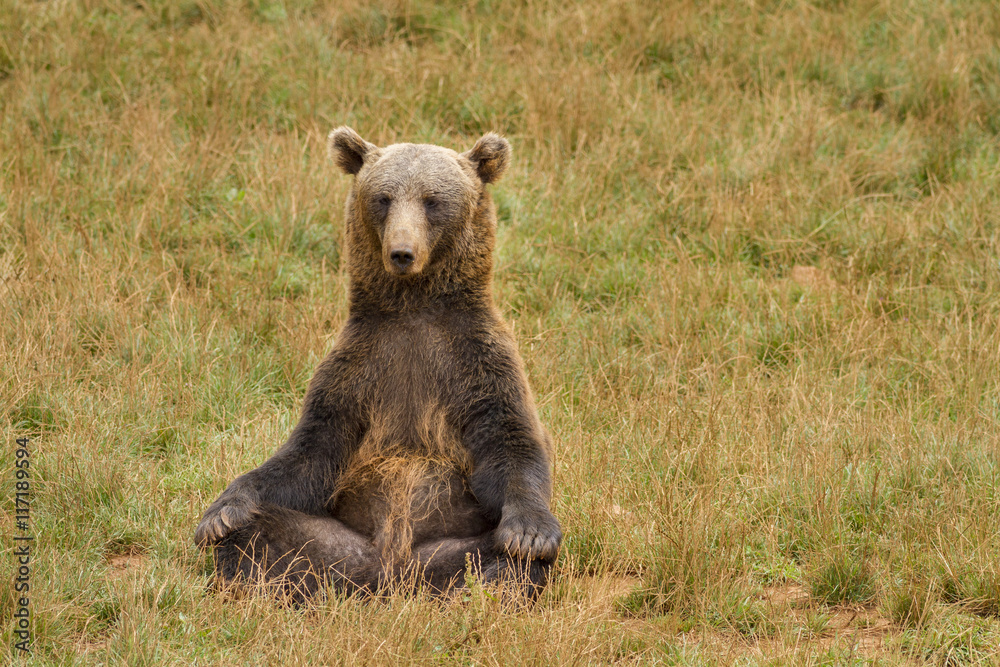 Obraz premium OSO SENTADO