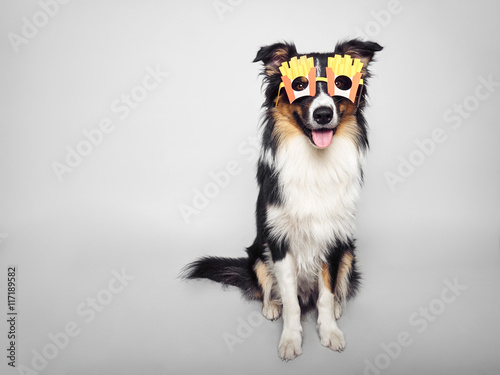 lustiger Hund mit Pommesbrille © stockfotografie.net