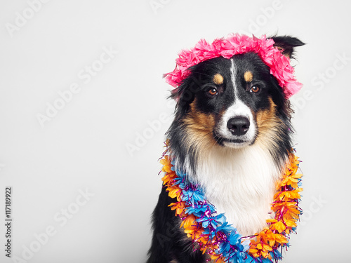 lustiger Hund mit Verkleidung