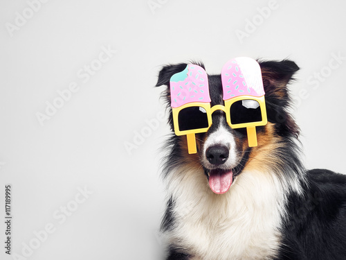 Lustiger Hund mit Eisbrille