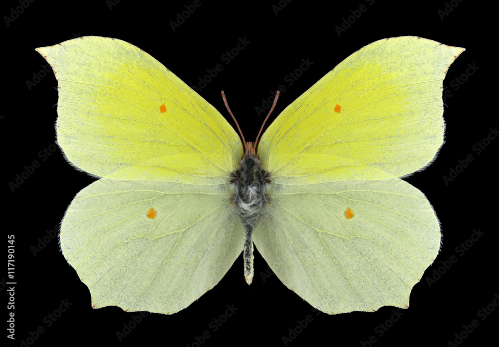 Fototapeta premium Butterfly Gonepteryx aspasia (male) on a black background