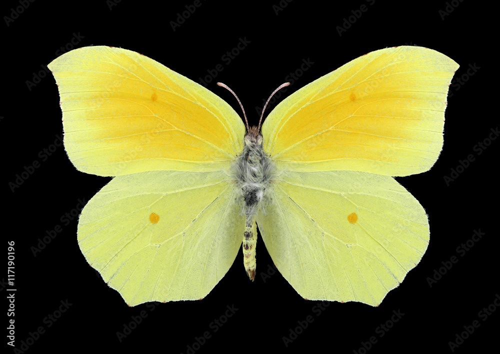 Fototapeta premium Butterfly Gonepteryx aspasia (female) on a black background