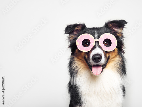 Hund witzig mit Donut Brille Kostüm