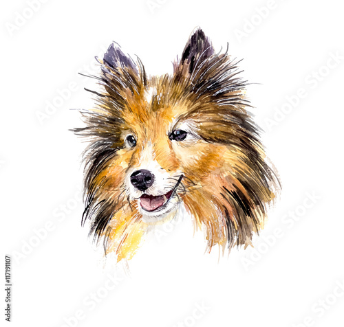 Sheltie. Portrait dog. Watercolor hand drawn vector illustration.