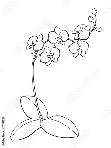Fototapeta Naklejka Na Ścianę i Meble -  Orchid flower graphic art black white isolated sketch illustration vector