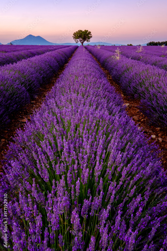 Tree in lavender field at sunset in Provence, France - obrazy, fototapety, plakaty 