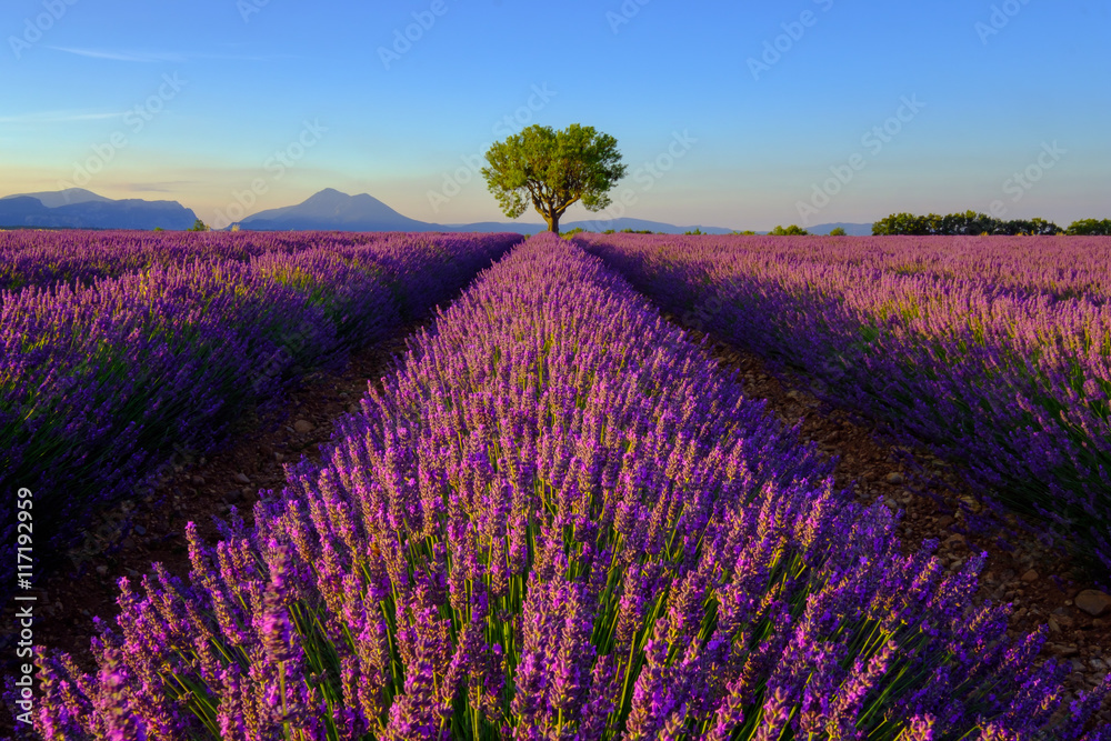 Obraz Drzewo w lawendy polu przy zmierzchem w Provence, Francja