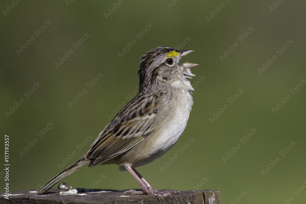 aves aves