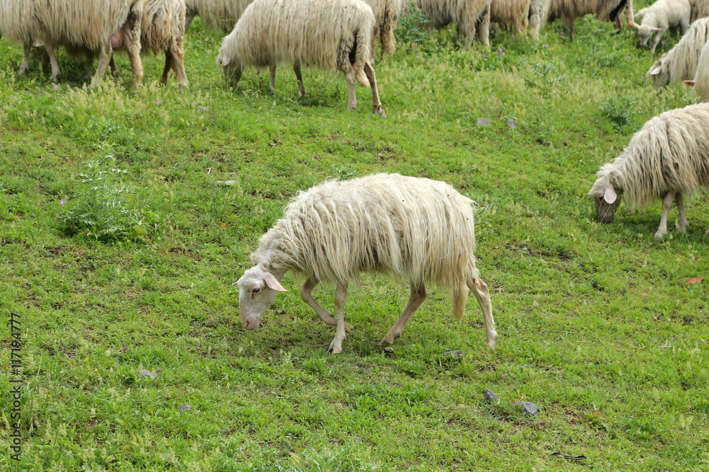 Fototapeta premium sheep grazing
