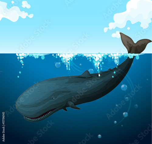 Whale swimming under the sea