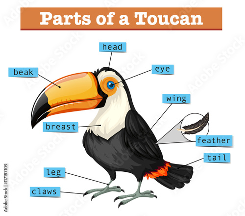 Diagram showing parts of toucan
