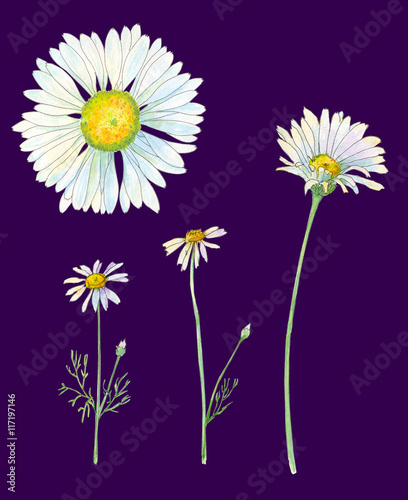 Set of Chamomile  Daisy  flowers and leaves  bouquet  watercolor painting  realistic illustration on dark background