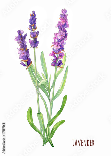 Lavender  purple flowers and leaves  bouquet on white background  watercolor painting  realistic illustration
