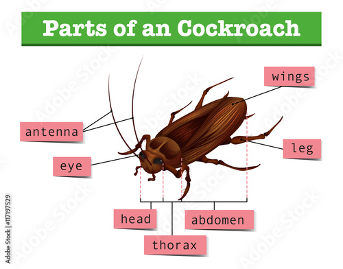 Diagram showing parts of cockroach