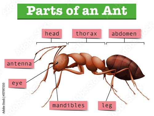 Diagram showing parts of ant