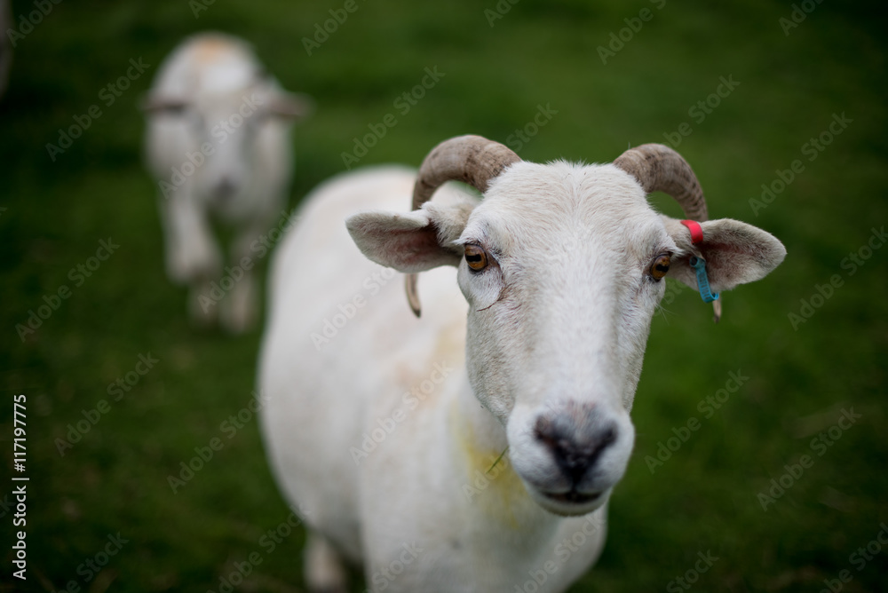 A sheep in Wales A sheep in Wales