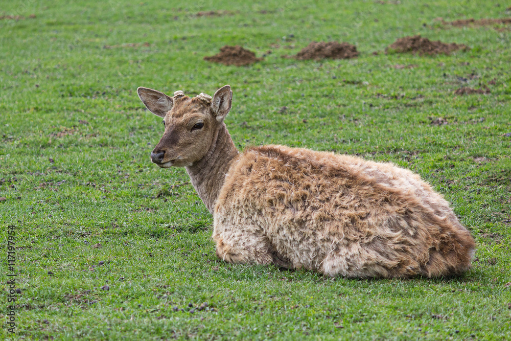 Deer without a horn lying on the grass. Animals