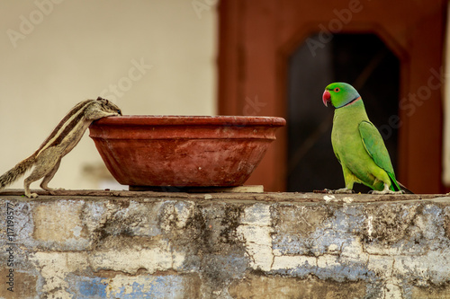 Parrot and chipmunk drinking water