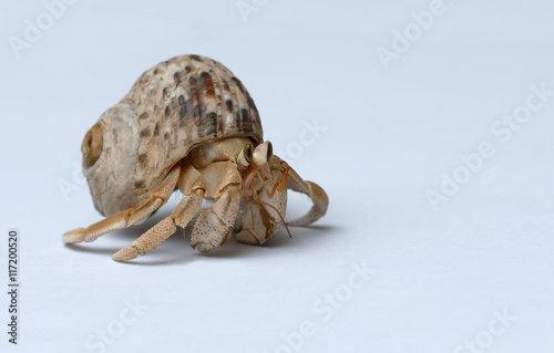 Hermit Crab on white background