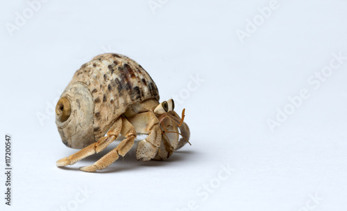 Fotografia Hermit Crab on white background