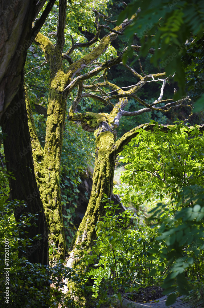 Fototapeta premium Old forest