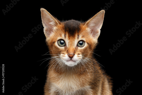 Closeup portrait of Cute Abyssinian Kitty Curious Looking in Camera on Isolated Black Background, Front view, stunning Male Cat