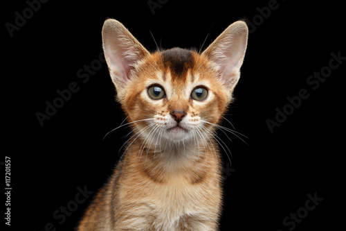 Closeup portrait of Cute Abyssinian Kitty Curious Looking in Camera on Isolated Black Background, Front view, Young Cat