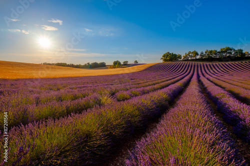 Lavender field at plateau Valensole  Provence  France